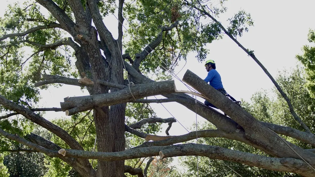 Professional Crown Thinning performed by certified arborists in Oswegatchie